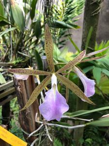 Brassocattleya Alpha Hippo