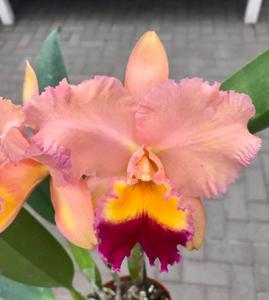 Cattleya Drumbeat-Golden Meteor