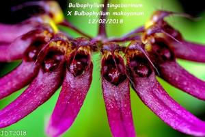 Bulbophyllum Meen Tangerine