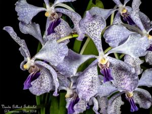 Vanda Gilbert Triboulet