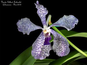 Vanda Gilbert Triboulet