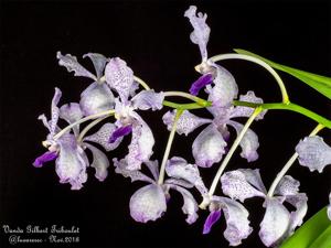 Vanda Gilbert Triboulet