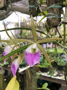 Brassocattleya litoralis