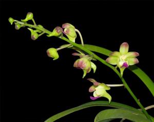 Aeridovanda lawrenceae-Chao Praya Emerald