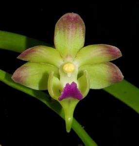 Aeridovanda lawrenceae-Chao Praya Emerald