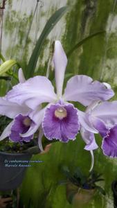 Laelia canhamiana