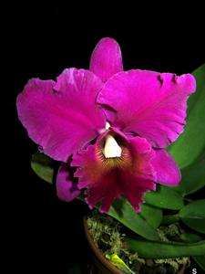 Cattleya Elizabeth Off