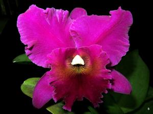 Cattleya Elizabeth Off