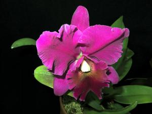 Cattleya Elizabeth Off