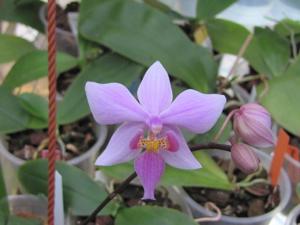 <i>Phalaenopsis</i> Carolina Tiny Phil