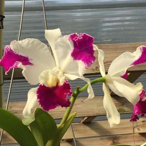 Cattleya Anita Marie