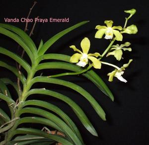 Vanda Chao Praya Emerald