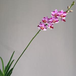 Papilaenopsis L'esprit de Kellock