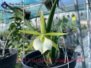 Brassocattleya cordata-aclandiae