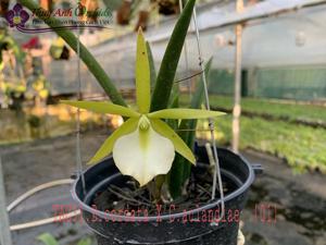 Brassocattleya cordata-aclandiae