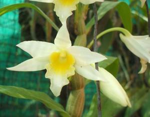 Dendrobium David Winyu Chanyangam