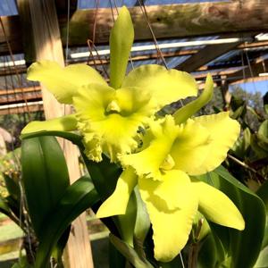 Rhyncholaeliocattleya Ports of Paradise