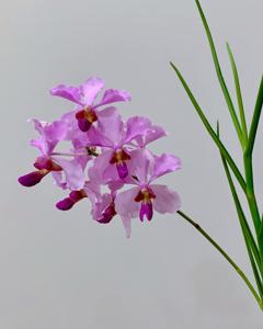 Papilionanda John Clubb
