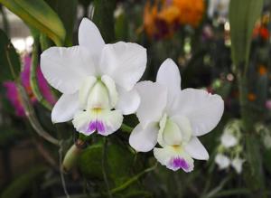 Cattleya Snow Blind