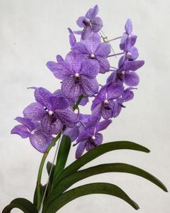 Vanda Rothschildiana