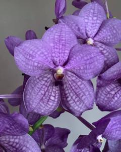 Vanda Rothschildiana