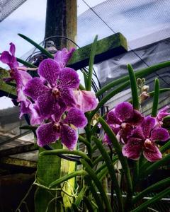 Papilionanda Ban Ki-moon Yoo Soon-taek