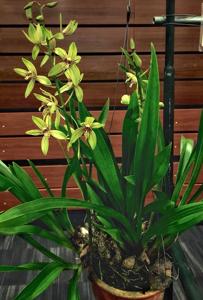 Grammatocymbidium Lovely Melody