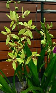 Grammatocymbidium Lovely Melody