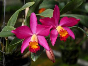 Cattlianthe Love Excellence