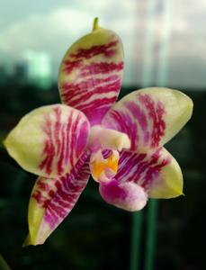 Phalaenopsis Evelyn Lee Pei Yee