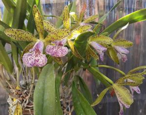 Brassocattleya Florida Stars