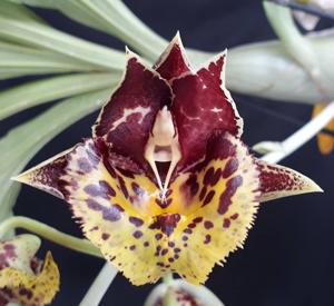 Catasetum Lovena