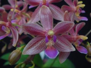 Phalaenopsis Cornustris