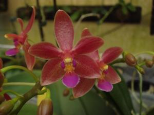 Phalaenopsis Cornustris