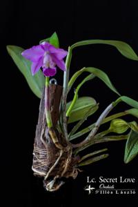 Cattlianthe Secret Love