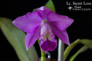 Cattlianthe Secret Love