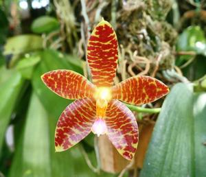 Phalaenopsis Gigancervi