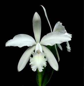 Cattleya Julio Conceiçao