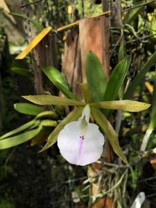 Brassocattleya Alpha Hippo