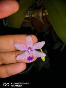 Phalaenopsis Mahinhin