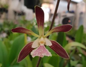 Encyclia Bees' Knees