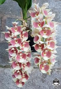 Catasetum João Stivalli