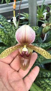 Paphiopedilum Sue Worth