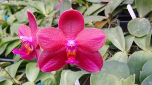 Phalaenopsis Zheng Min Mammoth