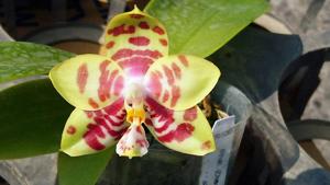 Phalaenopsis Zheng Min Deer