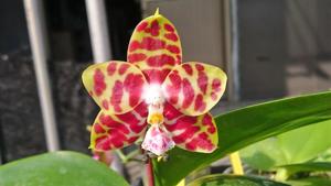 Phalaenopsis Zheng Min Yak