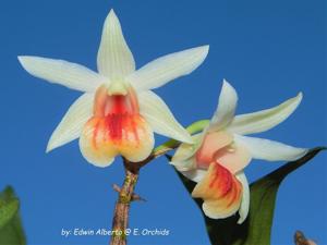 Dendrobium Precious Pearl