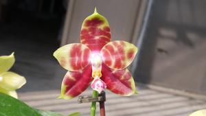 Phalaenopsis Zheng Min Zepplin