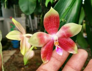 Phalaenopsis Yaphon Oh Mygod