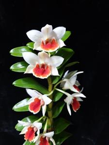 Dendrobium Minjoot Florence Veronica